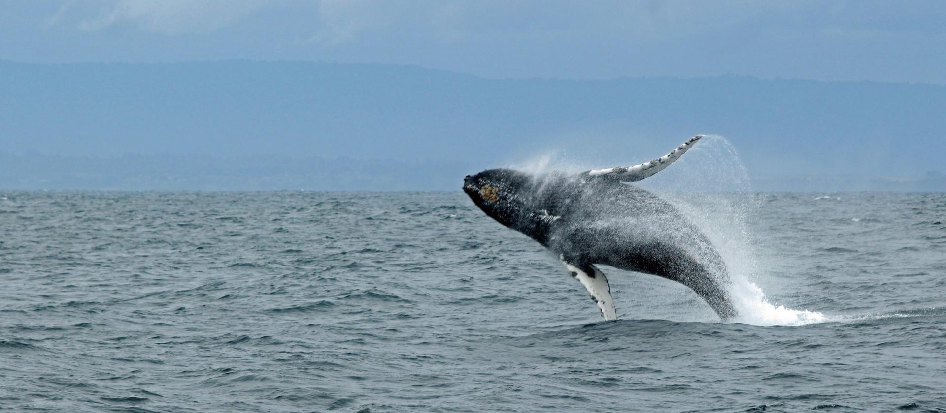 Wieloryby w Zatoce Monterey
